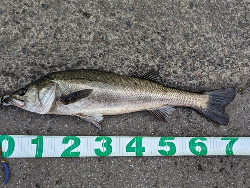 シーバスの釣果