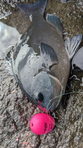 メジナの釣果