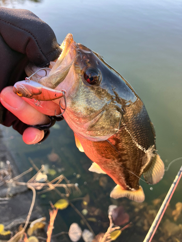 ブラックバスの釣果