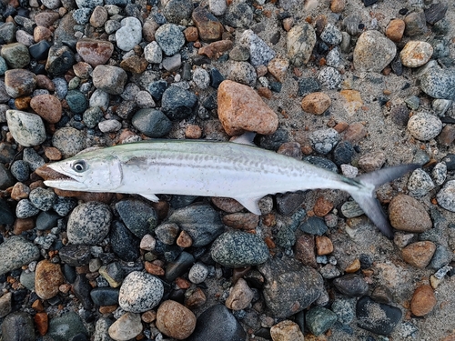 サゴシの釣果