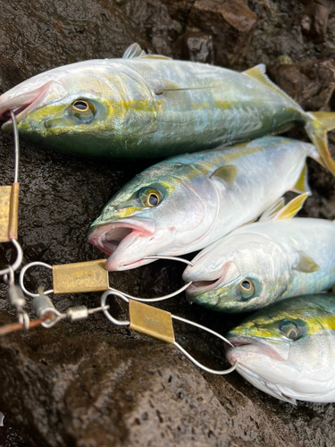 イナダの釣果