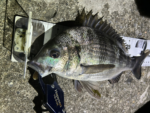 クロダイの釣果