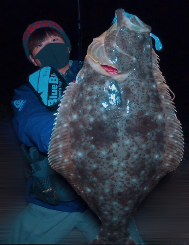 ヒラメの釣果