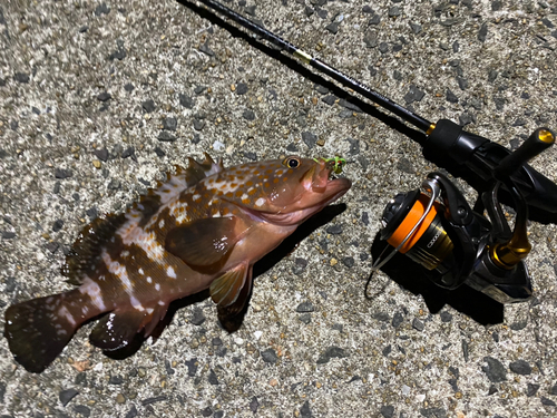 アコウの釣果