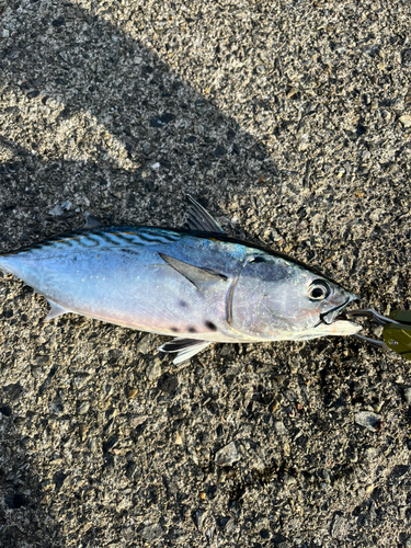 カツオの釣果