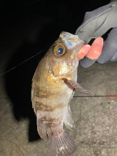 シロメバルの釣果