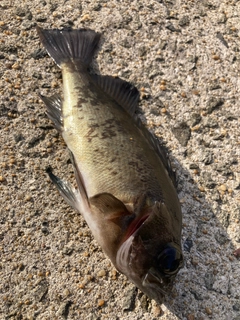 クロメバルの釣果