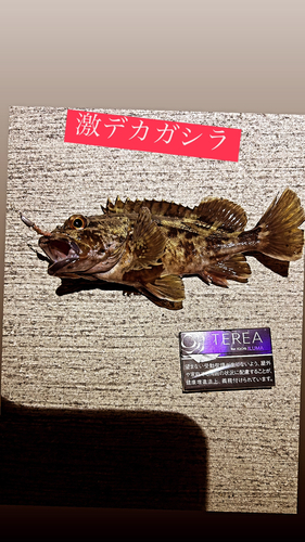 カサゴの釣果