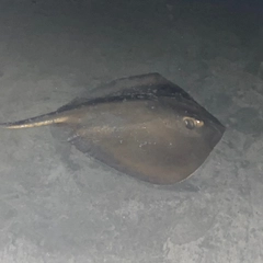 アカエイの釣果