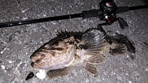 タケノコメバルの釣果