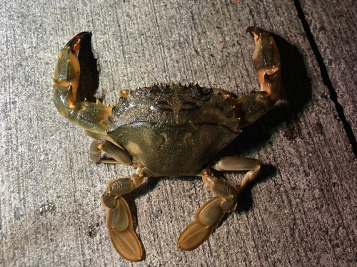 イシガニの釣果