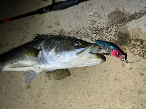 シーバスの釣果