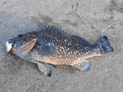 ツチホゼリの釣果