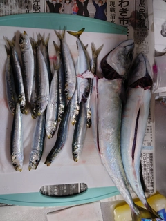 サバの釣果