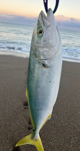 イナダの釣果