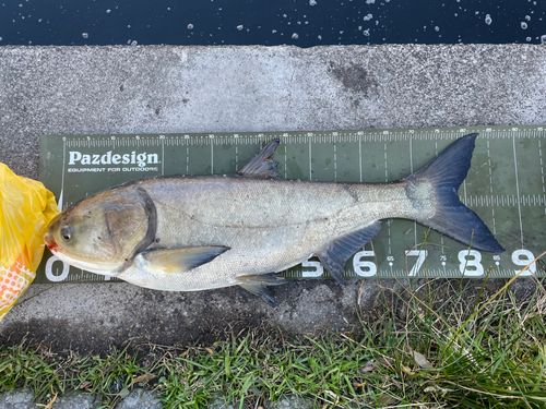 ハクレンの釣果