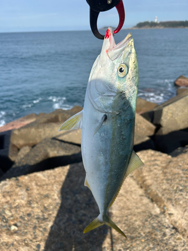 ブリの釣果