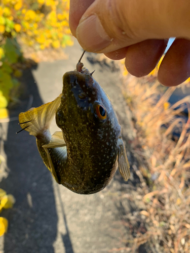 フグの釣果