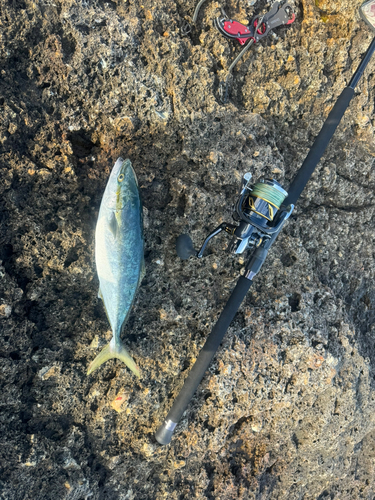 ハマチの釣果