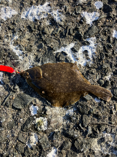 カレイの釣果