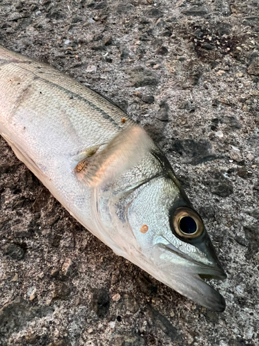 スズキの釣果