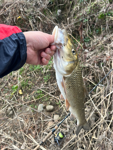 ニゴイの釣果