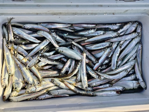 イワシの釣果