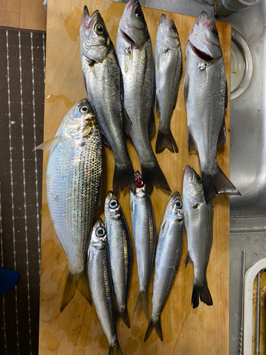 セイゴ（マルスズキ）の釣果