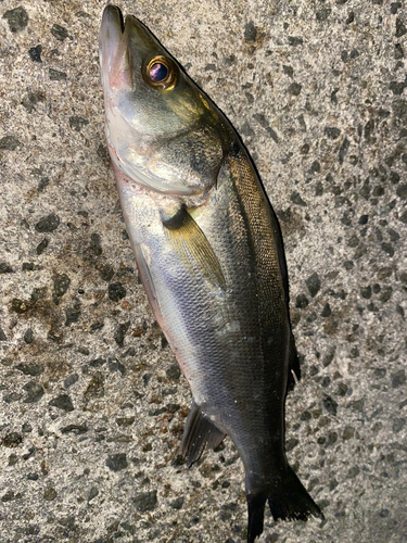 セイゴ（マルスズキ）の釣果