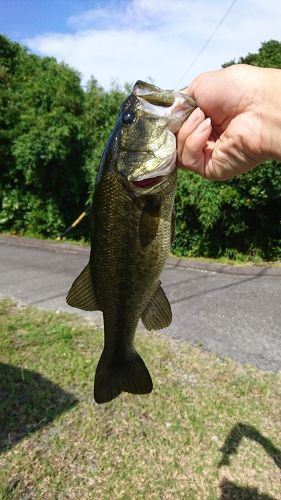 ラージマウスバスの釣果