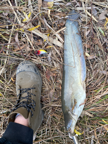 ナマズの釣果