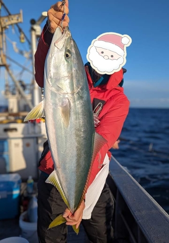 ブリの釣果