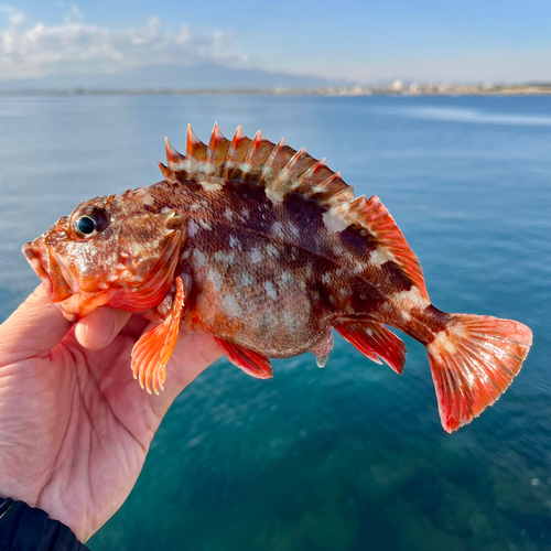 カサゴの釣果