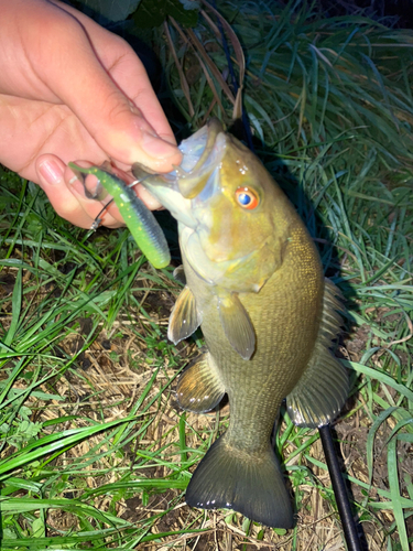 スモールマウスバスの釣果