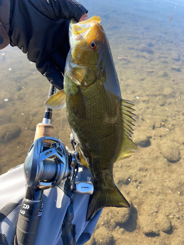 スモールマウスバスの釣果