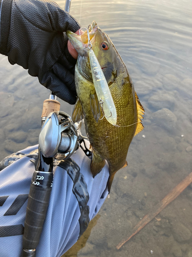 スモールマウスバスの釣果