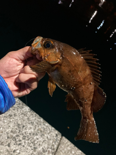 アカメバルの釣果