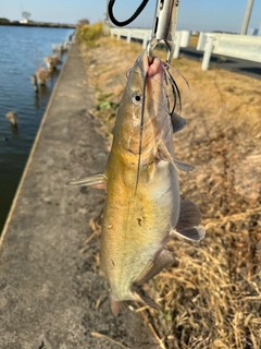 アメリカンキャットフィッシュの釣果