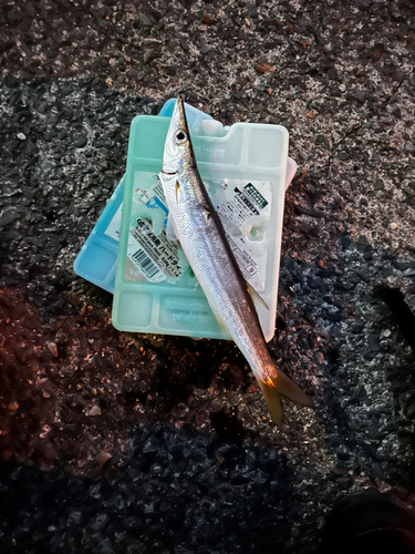 アカカマスの釣果