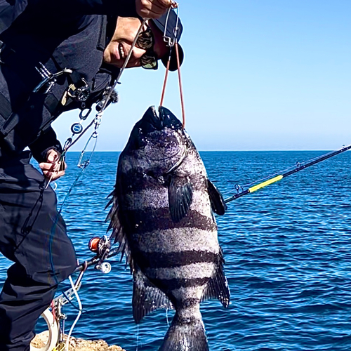 イシダイの釣果