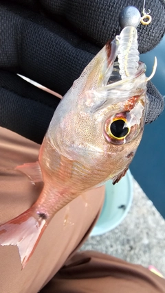 ネンブツダイの釣果