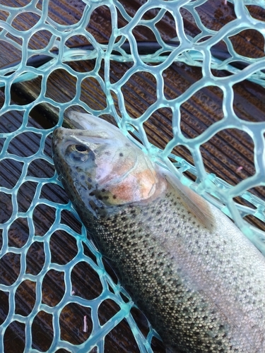 ニジマスの釣果