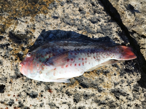 ブダイの釣果