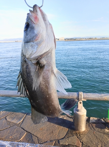 フッコ（マルスズキ）の釣果