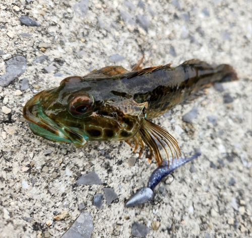 アナハゼの釣果