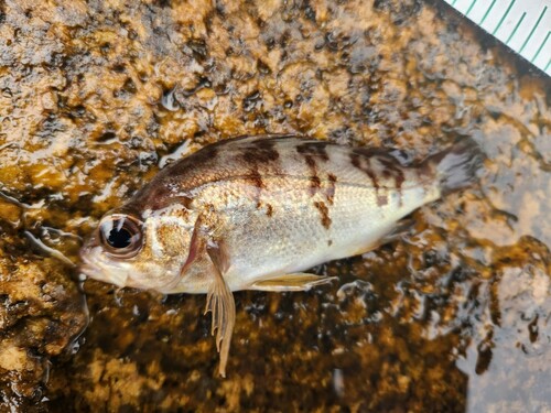 メバルの釣果