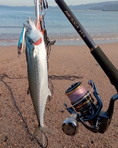 サゴシの釣果