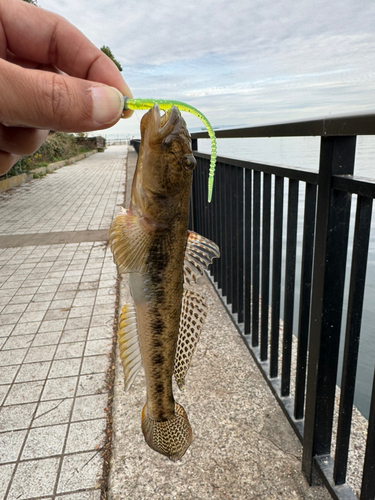 ハゼの釣果