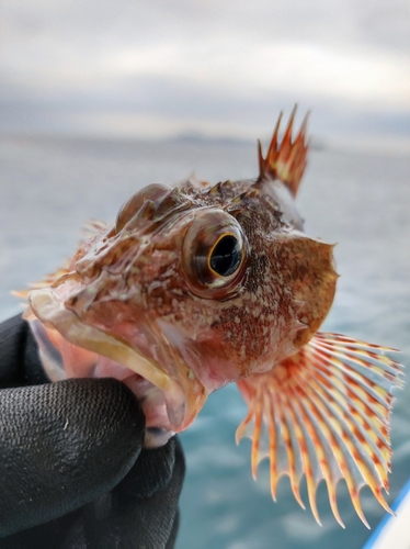 アラカブの釣果