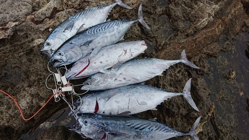 スマガツオの釣果